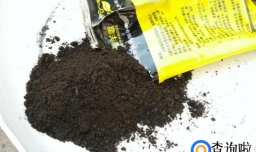 让你家蓝雪花疯长的方法