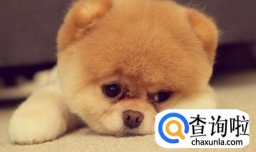 春节期间怎样安置宠物