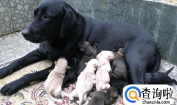 母狗没奶吃什么好？