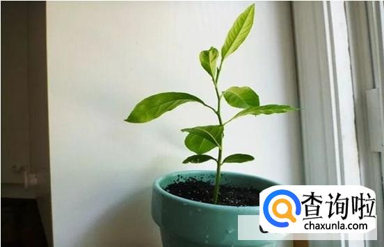 樱桃籽一般怎么育苗