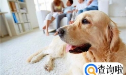 家庭养宠物要注意什么？如何健康安全养宠物？