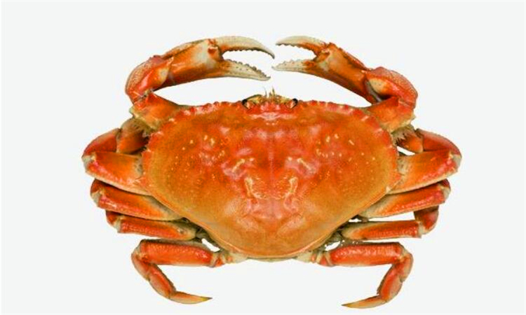 为什么螃蟹会吐泡泡