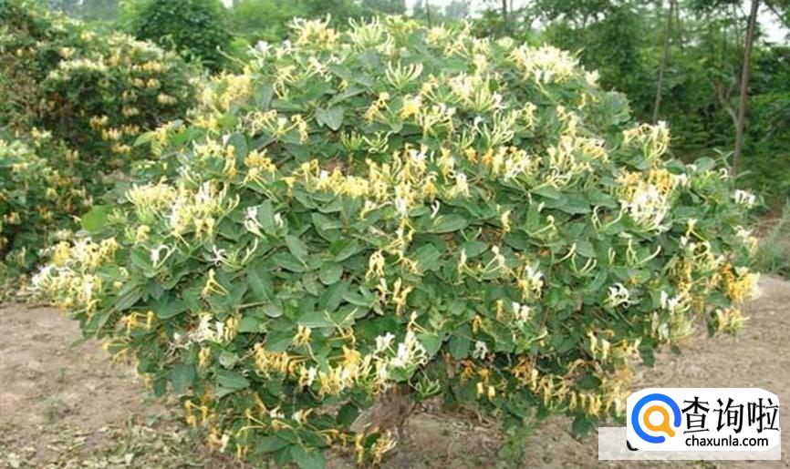 刚摘的金银花怎么保存较好