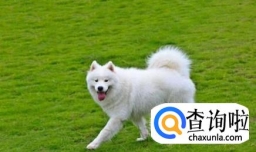 狗狗刚到新家主人要做些什么（3大注意事项）