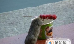 屋子里老鼠很多怎么办