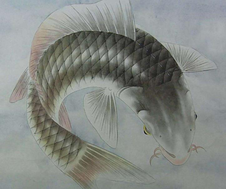 为什么鲤鱼的皮也可制革