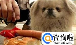 狗狗不好好吃饭怎么办