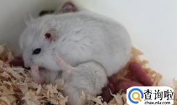 怎样照顾产后的仓鼠