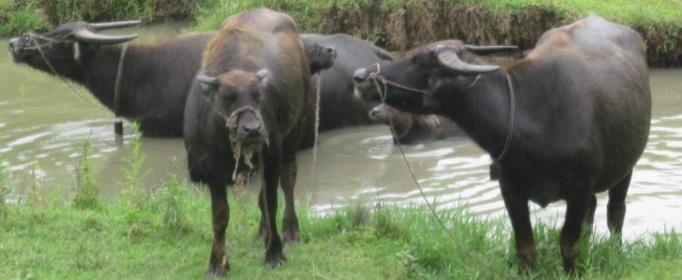 夏天水牛为什么喜欢浸在水里
