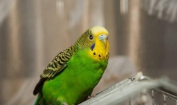 虎皮鹦鹉怎么养