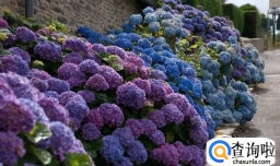 绣球花如何养植