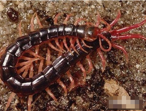 被虫子咬了怎么办