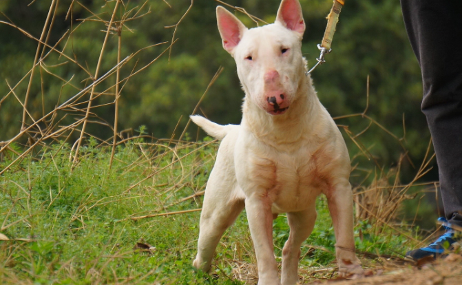 世界十大名犬排行榜