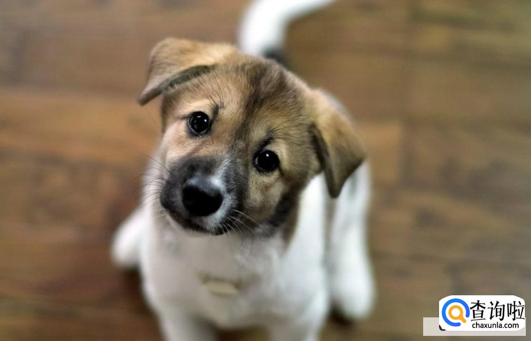 狗狗咳嗽干呕发出咔咔咔的声音怎么办