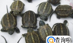 小草龟要怎么养？