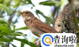 如何看画眉年龄