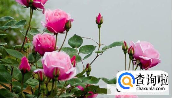 越冬月季修剪时间和方法