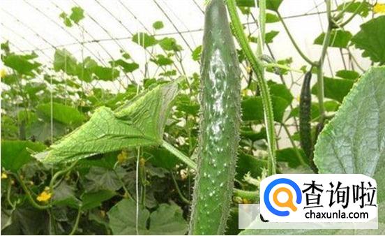 黄瓜一米高了结果的时间