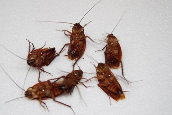 蟑螂是怎么形成的