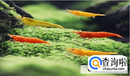 吃什么食物好养活小虾