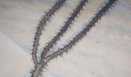 虎刺梅如何扦插成活