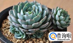 肉肉怎么浇水，多肉植物浇水方法