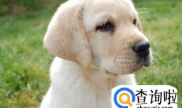 最常见的狗有哪几种？