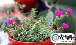 太阳花种子应该怎么养花？