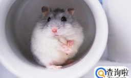 养殖仓鼠的种类详细说明