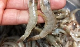 家常干炸河虾的做法