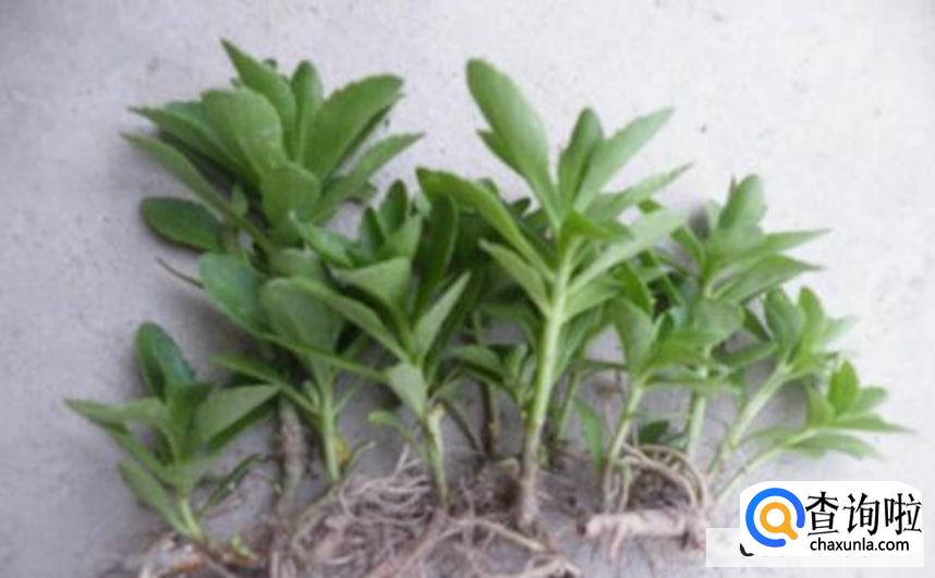 养心菜的播种方法是怎么样的