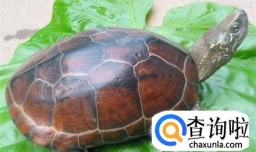 长寿龟的饲养方法