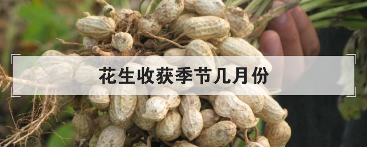 花生收获季节几月份 