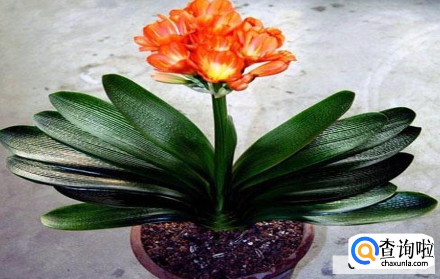 送好友花什么花最合适呢