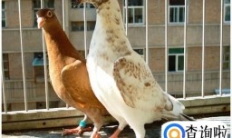 怎样养鸽子？