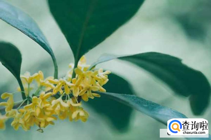 桂花怎么样养护