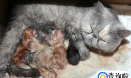 如何知晓母猫怀孕