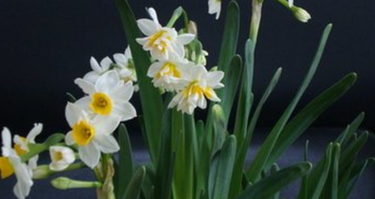 水仙花花语是什么