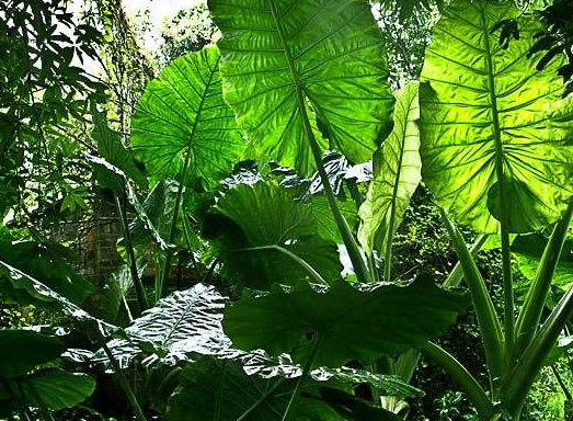 热带雨林气候特点
