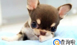 吉娃娃聪明吗，吉娃娃智商是怎么确定的