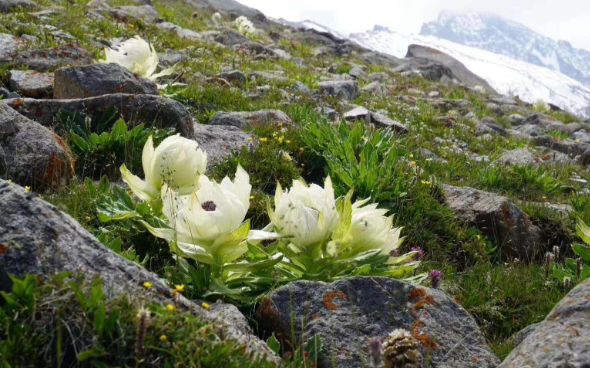 新疆特产有哪些