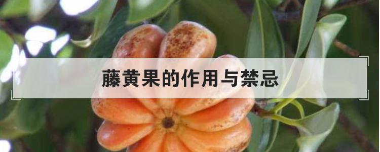 藤黄果的作用与禁忌