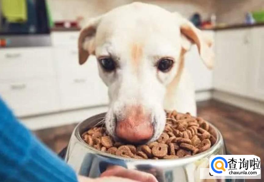如何选择一款适合狗狗的好狗粮