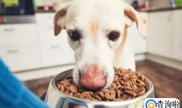 如何选择一款适合狗狗的好狗粮