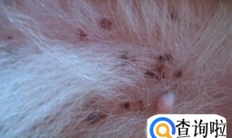 狗狗皮肤病与治疗方法