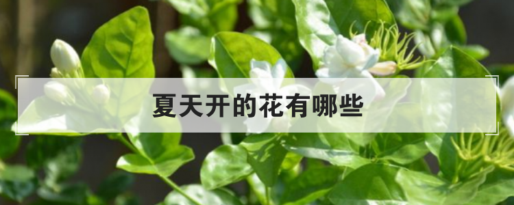 夏天开的花有哪些