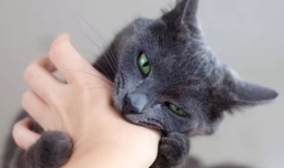 被猫咬了怎么办