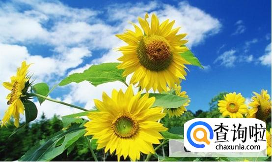 哪种花能摆放久一些