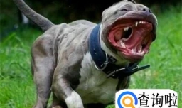 遇到疯狗怎么办