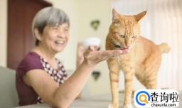 养猫十大必备技能，你会几样呢？